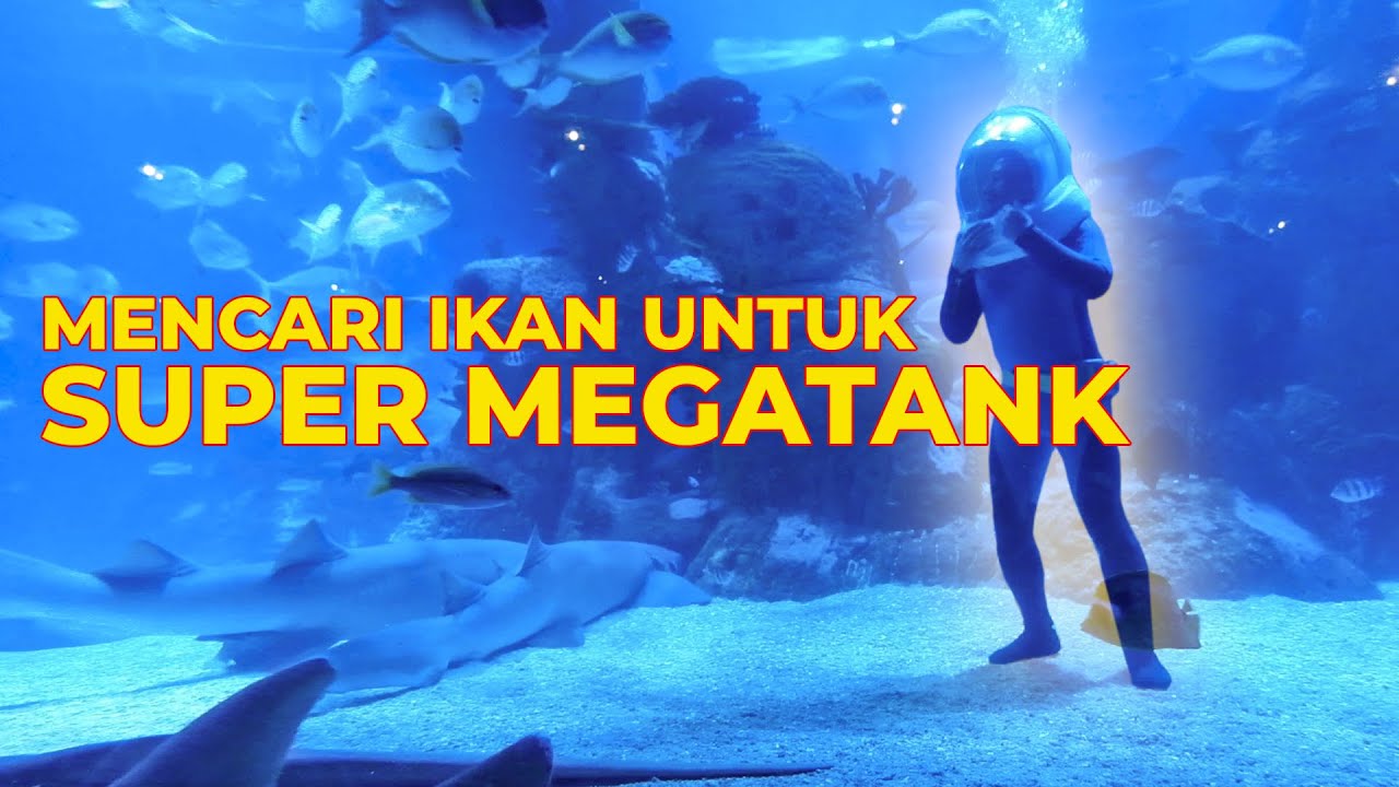 MENYELAM MENCARI IKAN UNTUK SUPER MEGATANK