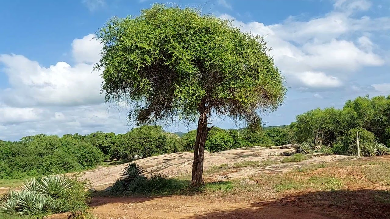 Yala National Park - New Butawa Circuit Bungalow (Sri Lanka) - Part 5