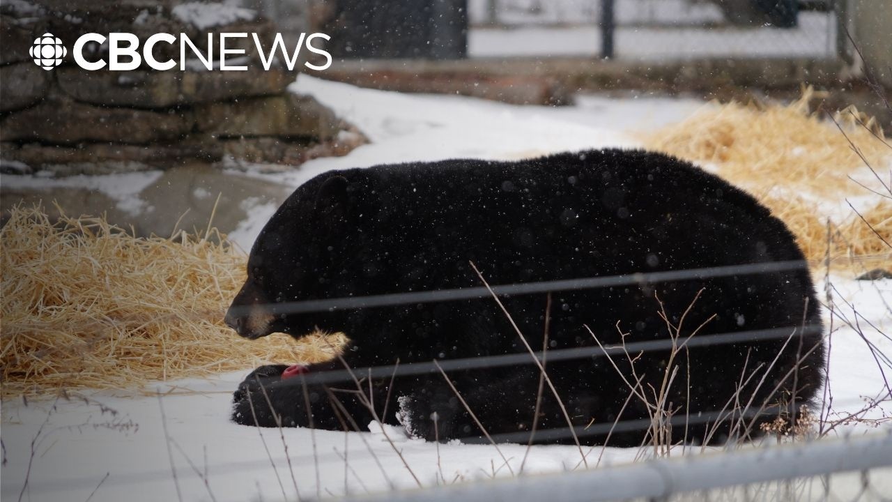 This bear just came out of hibernation fashionably late