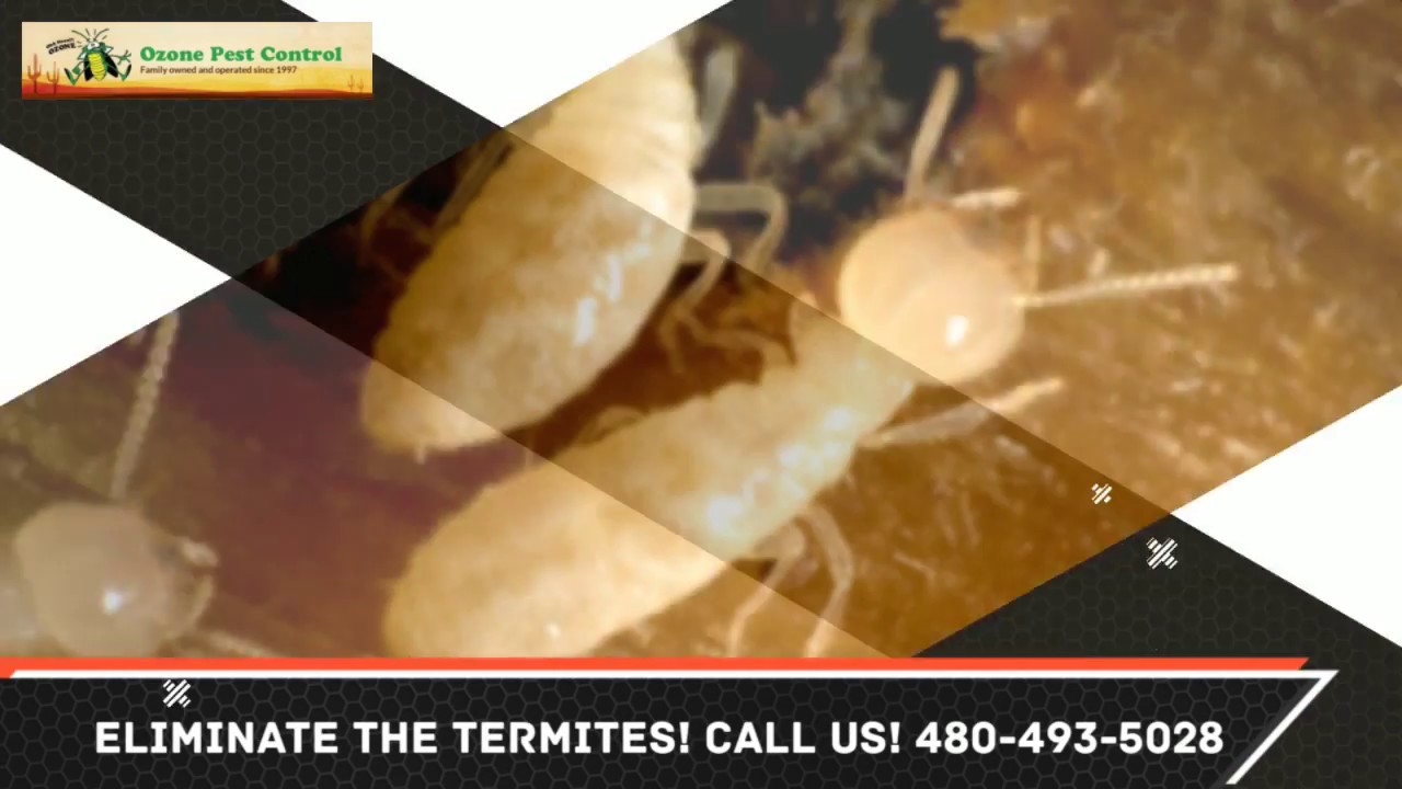 Termite Control Mesa AZ 480-493-5028 Ozone Pest Control