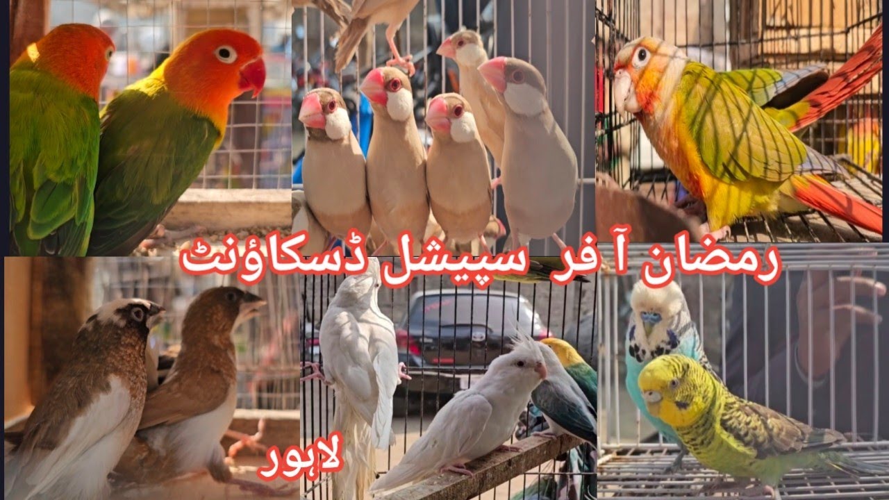 Lahore Sunday Birds Market | Itwar Birds Bazar Lahore | Sunday Birds Market Lahore Pakistan 