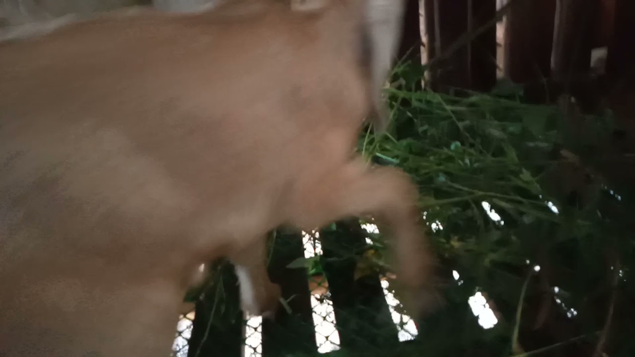 my f1 nubian doelings