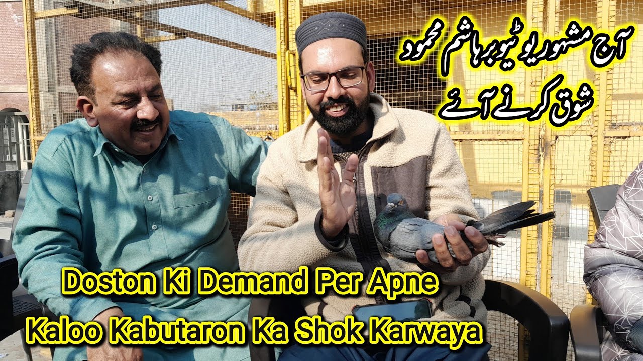 Famous Youtuber Hashim Mahmood Ko Aaj Apne Breeder Kabutaron Ka Shok Karwaya