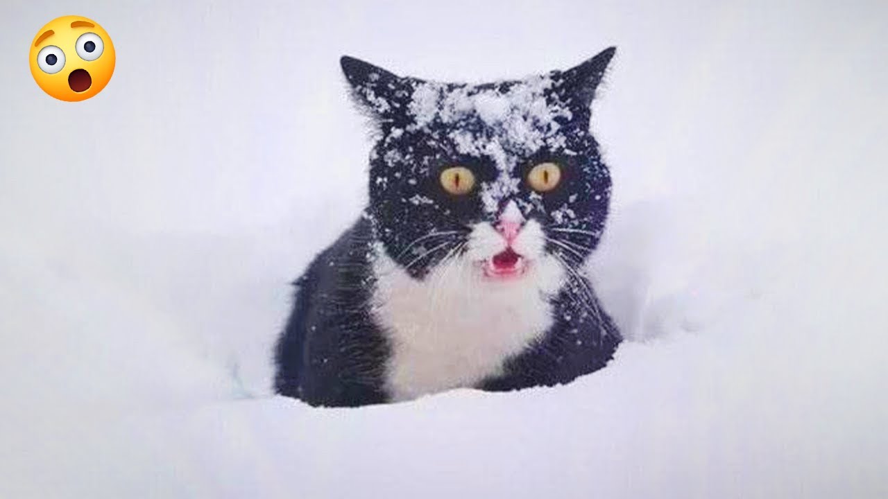 I Can’t Stop Laughing Watching Cats See Snow for the First Time 🤣