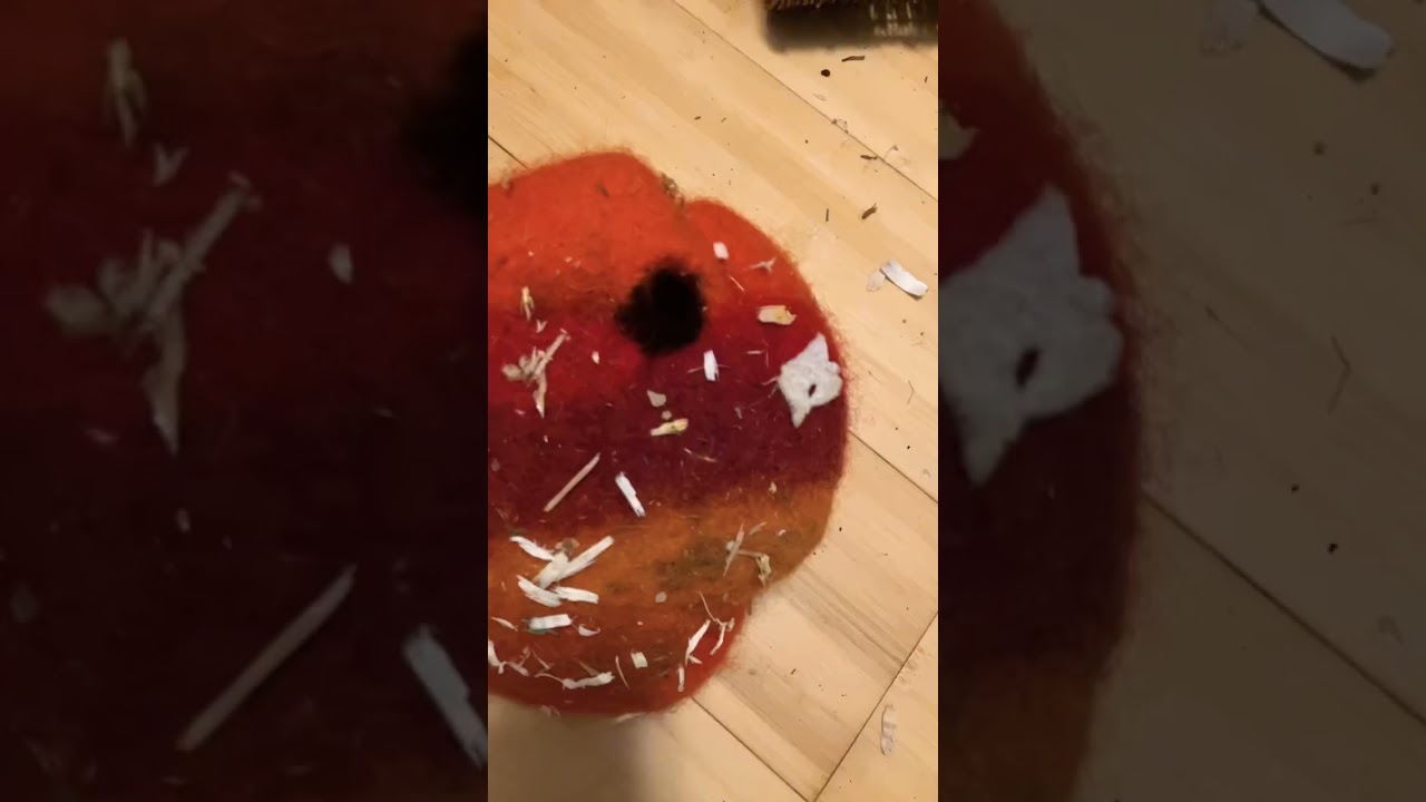 All the toys my pet mice have destroyed this month