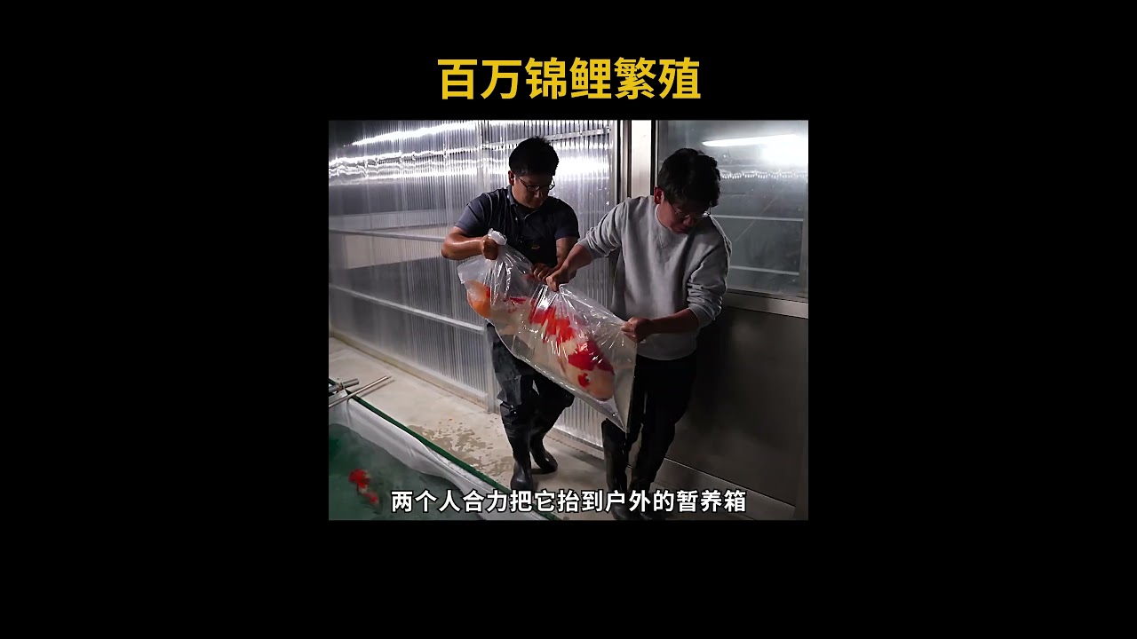锦鲤的秘密，繁殖过程大开眼界