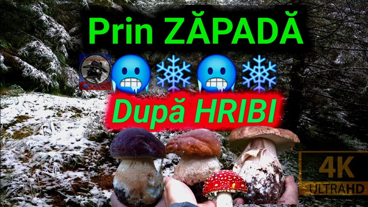 Prin ZĂPADĂ 🥶❄️❄️după HRIBI 🍄🍄🍄! BOLETUS EDULIS ȘI BOLETUS PINOPHILUS! Munții Apuseni🌲!