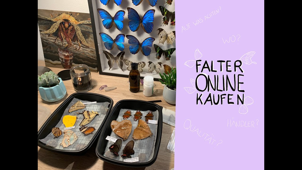 Falter Online kaufen / Entomologie shopping