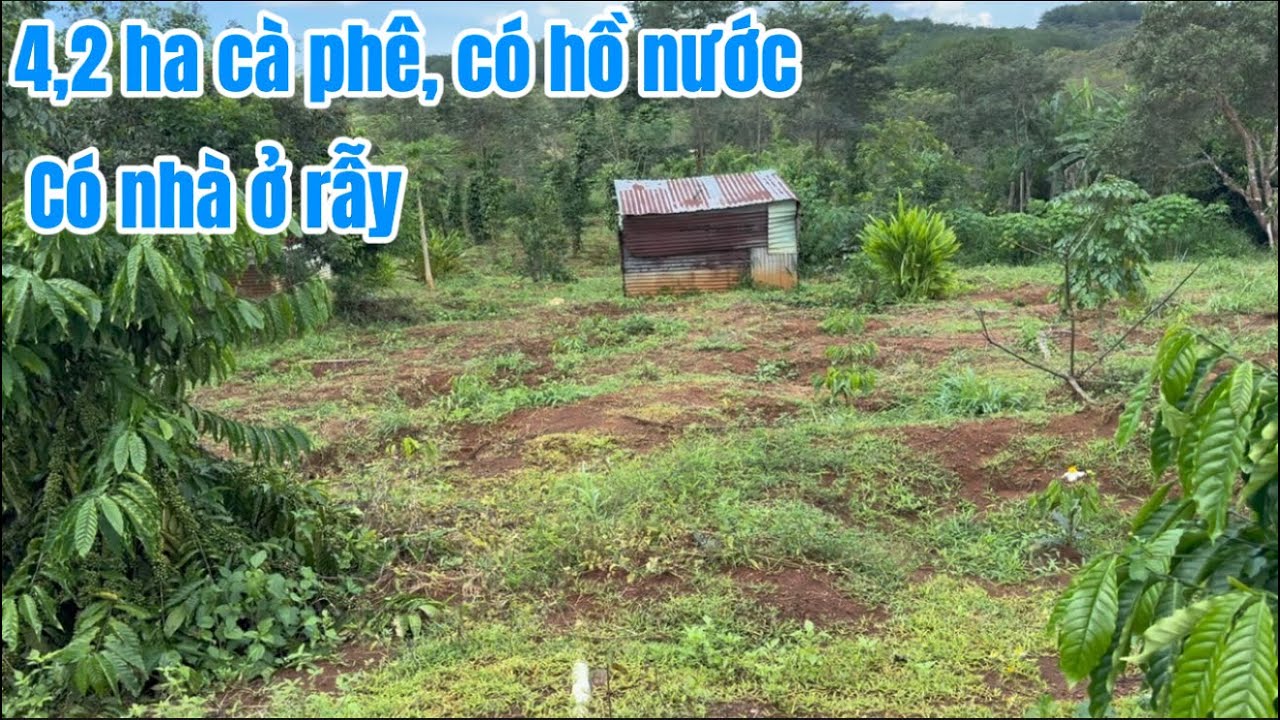 51🌹Bán 3,7ha đất có bìa + 4,2ha số, cây cà phê & trụ tiêu, có 3 hồ – Đức Cơ| giá 5 Tỷ (thương lượng)