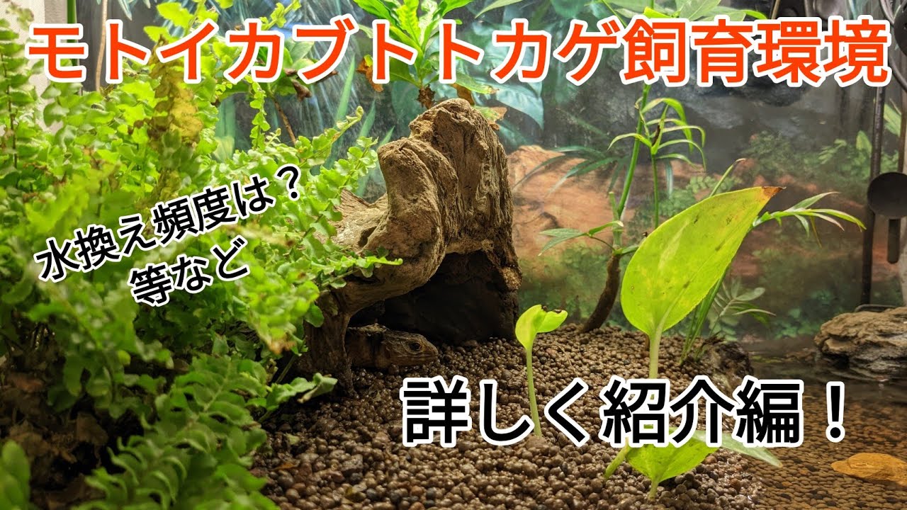 モトイカブトトカゲの飼育環境紹介(詳しく編)