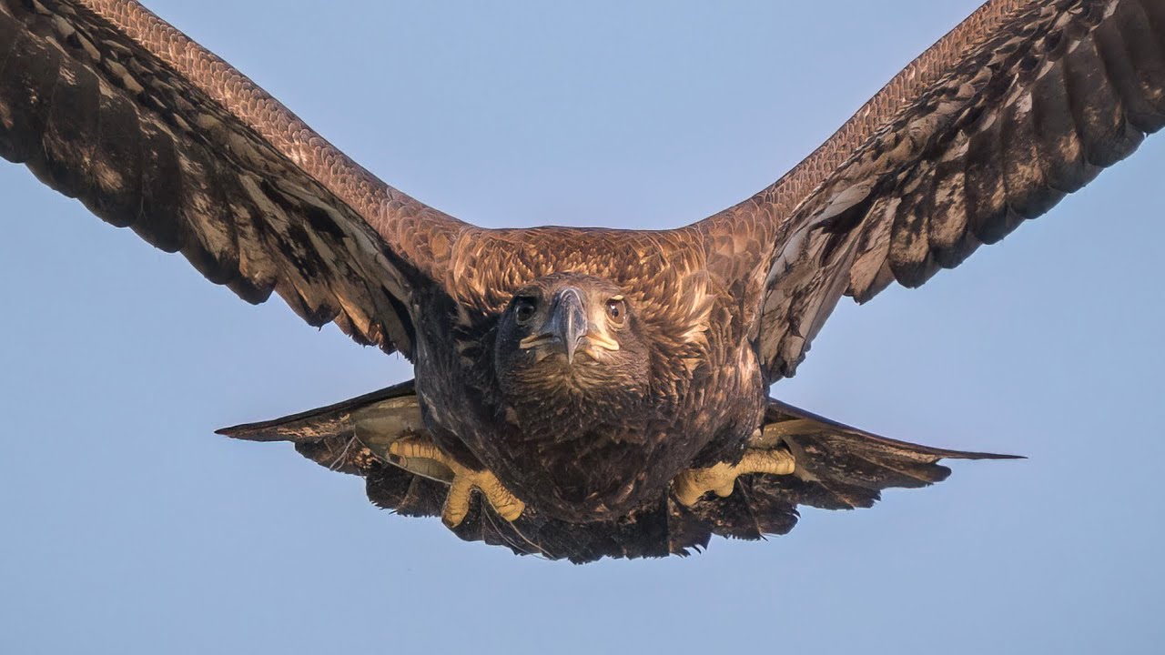 3 JUVENILE BALD EAGLES ATTEMPTING TO HUNT !!…BALD EAGLES OF CENTERPORT…