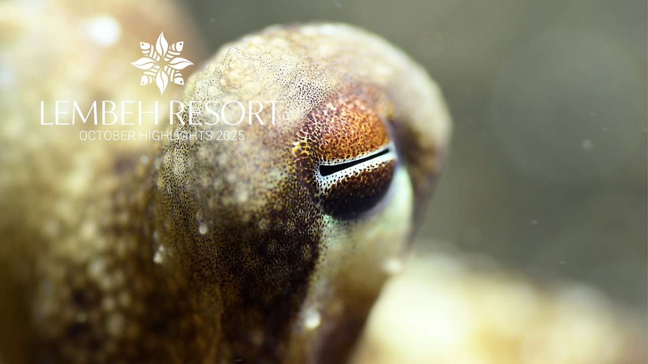 October Highlights: From Coconut Octopus to Painted Frogfish