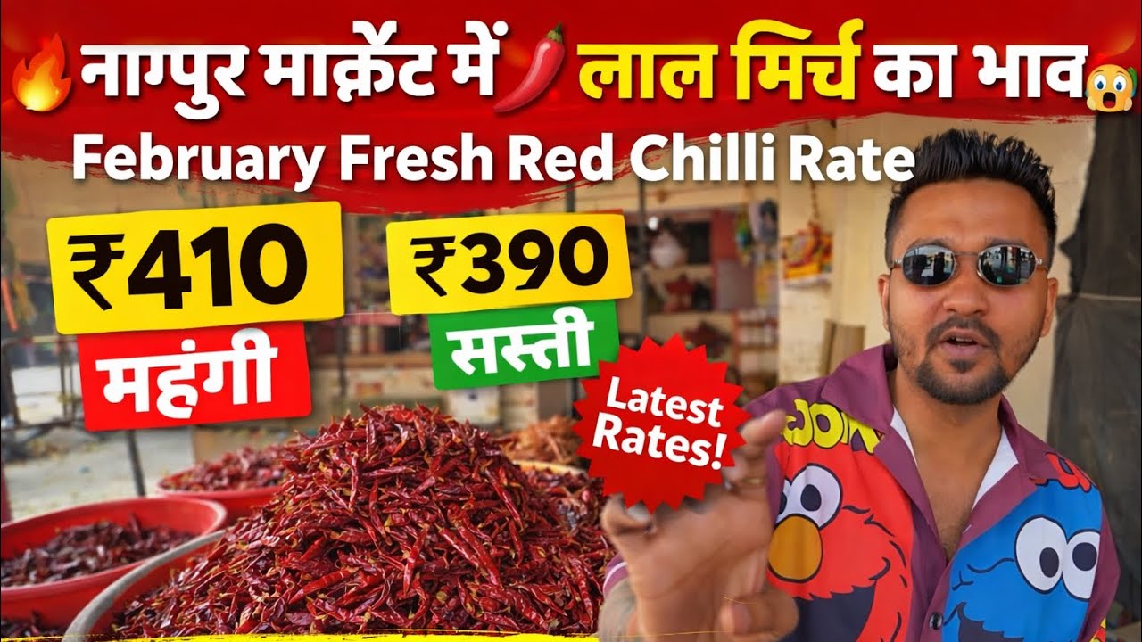 🌶️ Nagpur Market में Lal Mirch का Bhav 😱 | February Fresh Red Chilli Rate