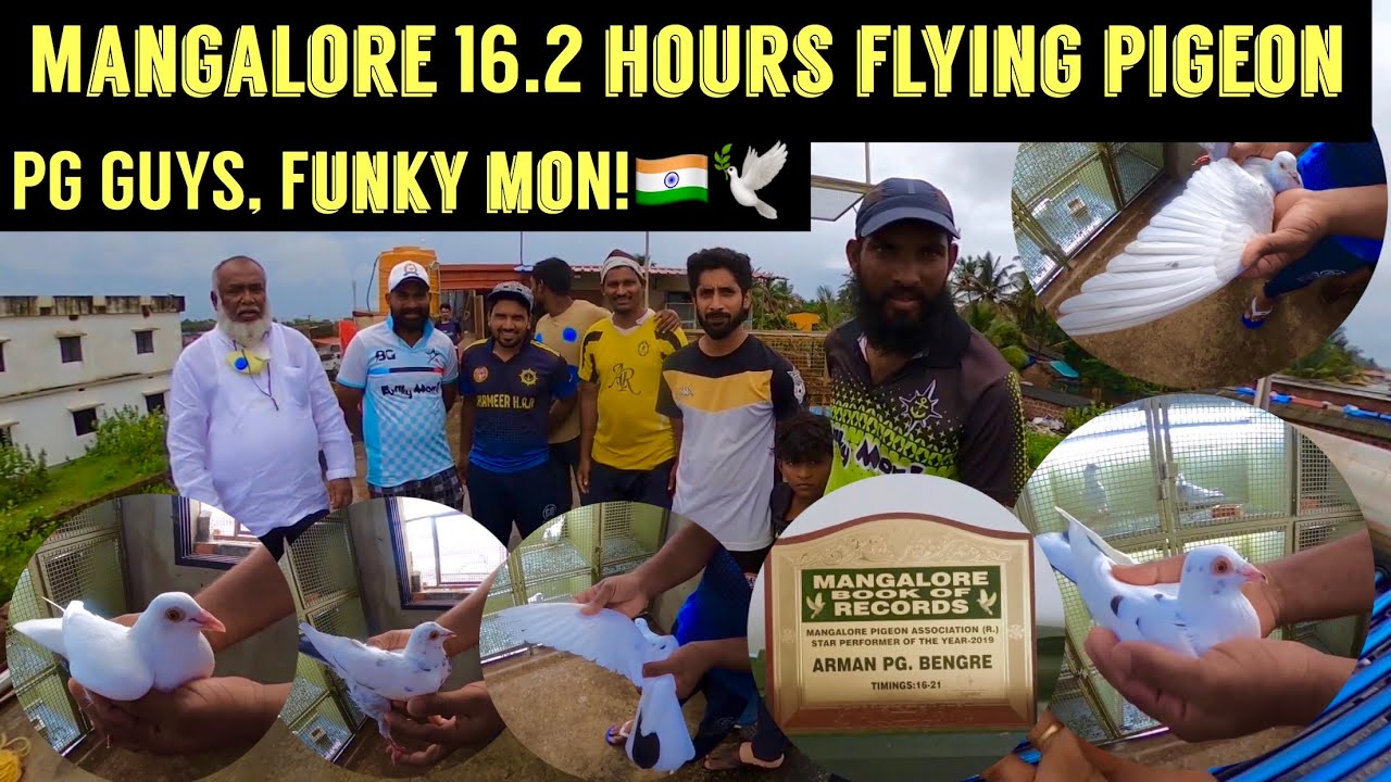 16 hours High flying pigeons | Mangalore | Karnataka | India | PG guys | TA vlog | EP : 2