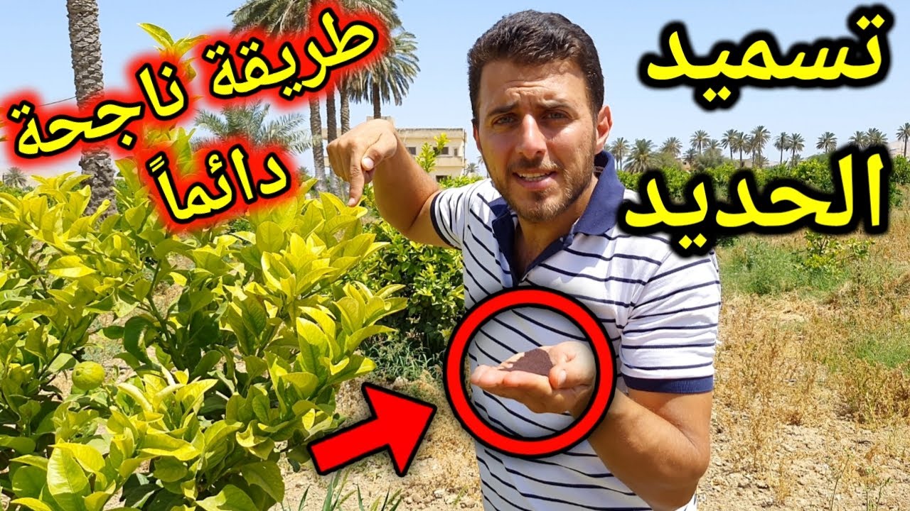 السر الذي يخفيه عليكم أصحاب المشاتل استخدام سماد الحديد شيلات الحديد iron chelates