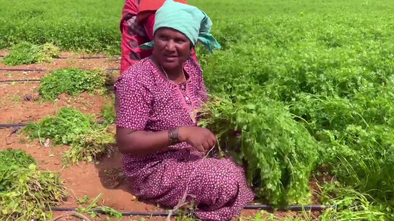 Coriander Leaves Farming &ndash; Agastya International Foundation