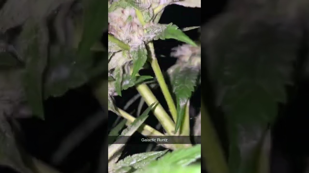 Exotic Genetics Galactic Runtz Outdoor Run By @Bostonsfinestflower