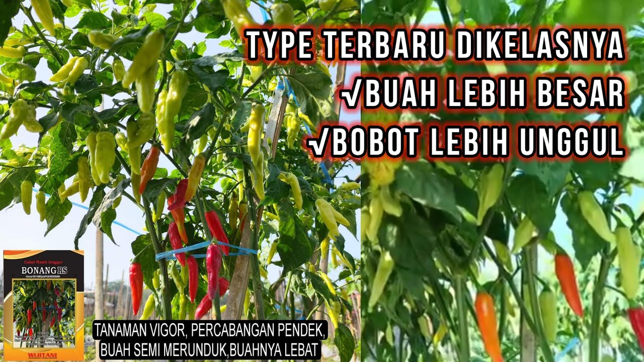 cabe rawit terbaru dari wijitani BONANG RS