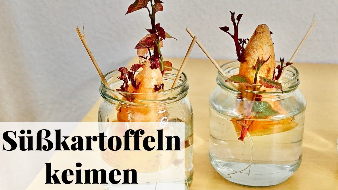 Süßkartoffel pflanzen zu Hause vorziehen im Glas 🌱 DIY Anleitung