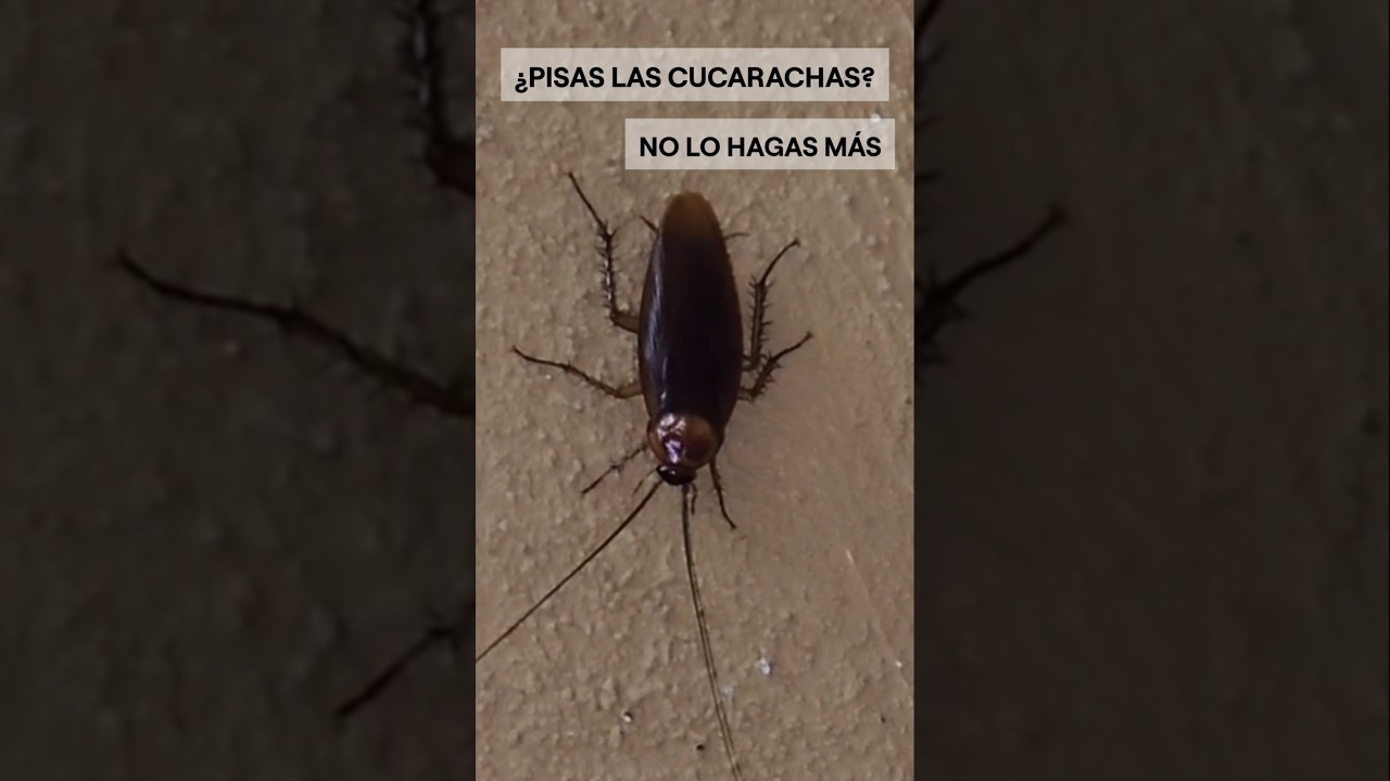 &iquest;Pisas las cucarachas? No lo hagas .#supervivencia #sabiasque #curiosidades