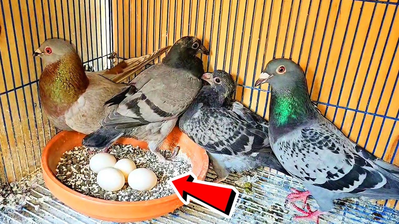 الحمام هايبيض عالزغاليل ويلحم العش في العش😯 لو عملت كده👌