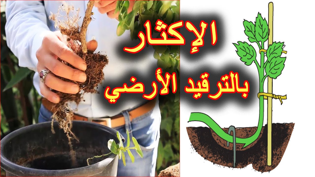 أروع طرق الإستنساخ من النباتات و الأشجار | الترقيد الأرضي
