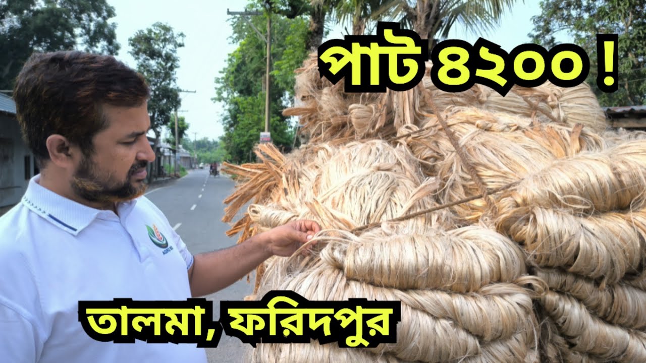 05.06.2025 আজকের বাজারে পাটের পাইকারি দাম | jute wholesale price today |Talma , Faridpur AGRO BD.