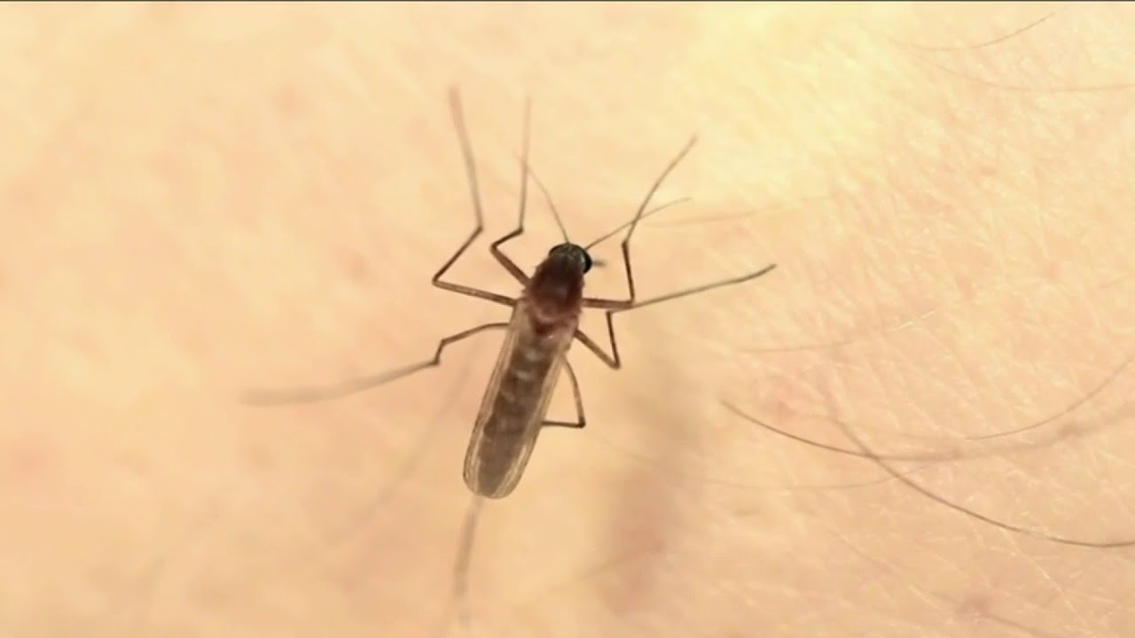 Good Health: How to prevent bug bites, stings