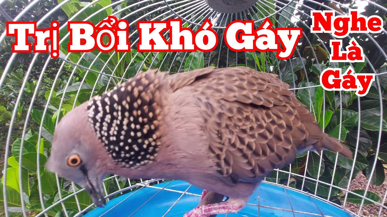 Tiếng cu gáy Mồi Cây gáy [ GÙ + THÚC + GỌI ] bổi yếu cỡ nào nghe là phải gáy #cugáykichbổi39