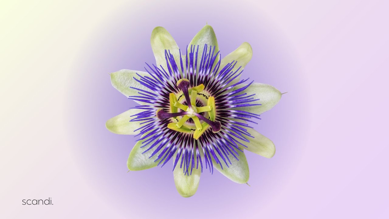 passion flower.