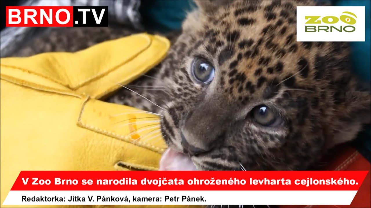 V Zoo Brno se narodila dvojčata ohroženého levharta cejlonského | www.BRNO.TV