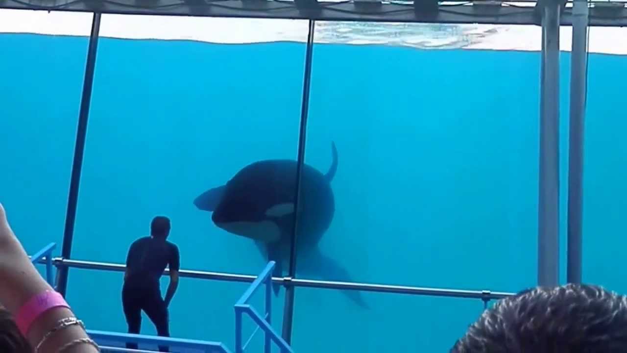 Spectacle Orques - Marineland Antibes (30.08.2013) suite