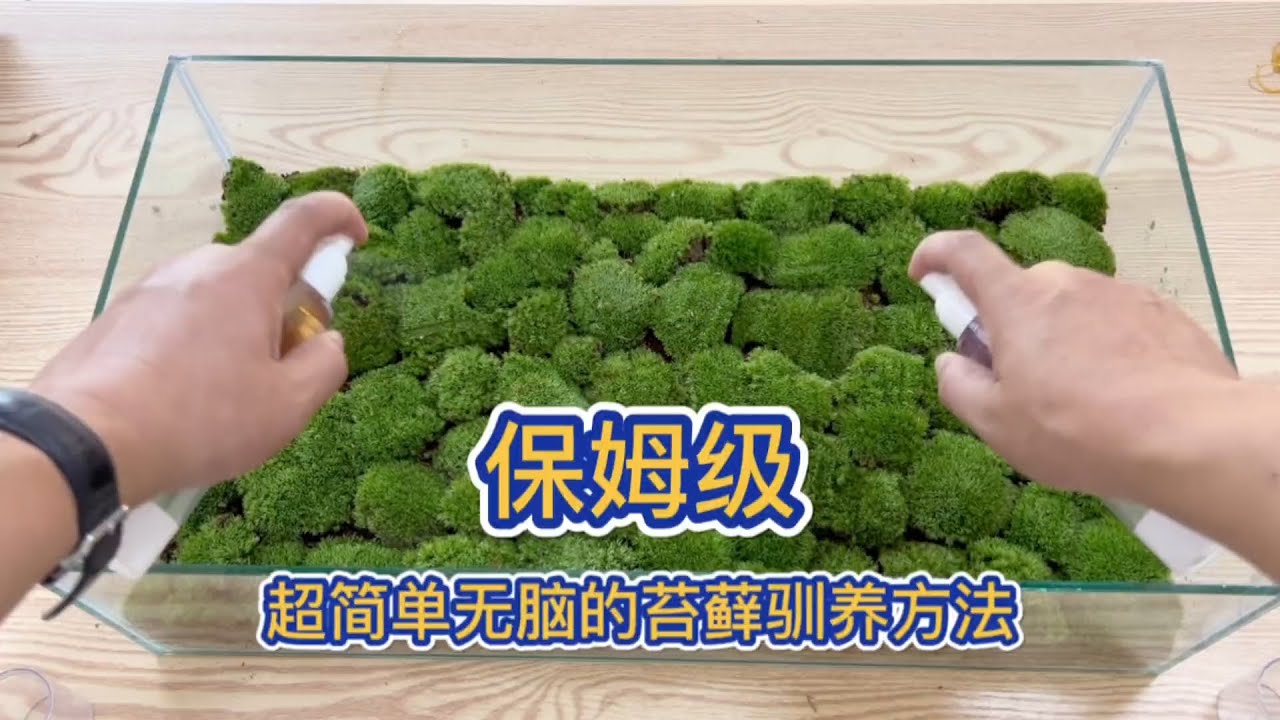 保姆級超簡單無腦的苔蘚馴養方法A super simple method for domesticating moss