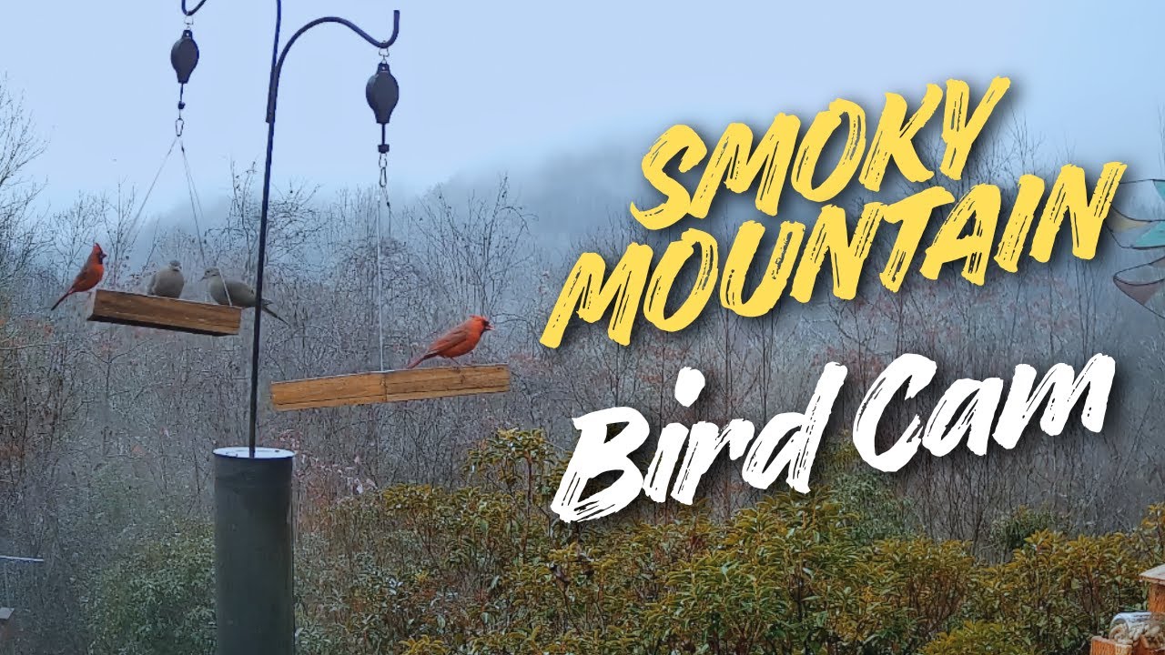 Today’s BirdCam Visitors: Cardinals, Titmice & a Surprise