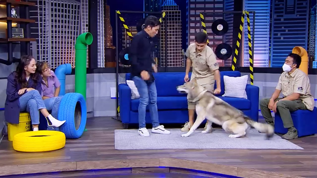 Desta Wolf mau diterkam serigala Alshad
