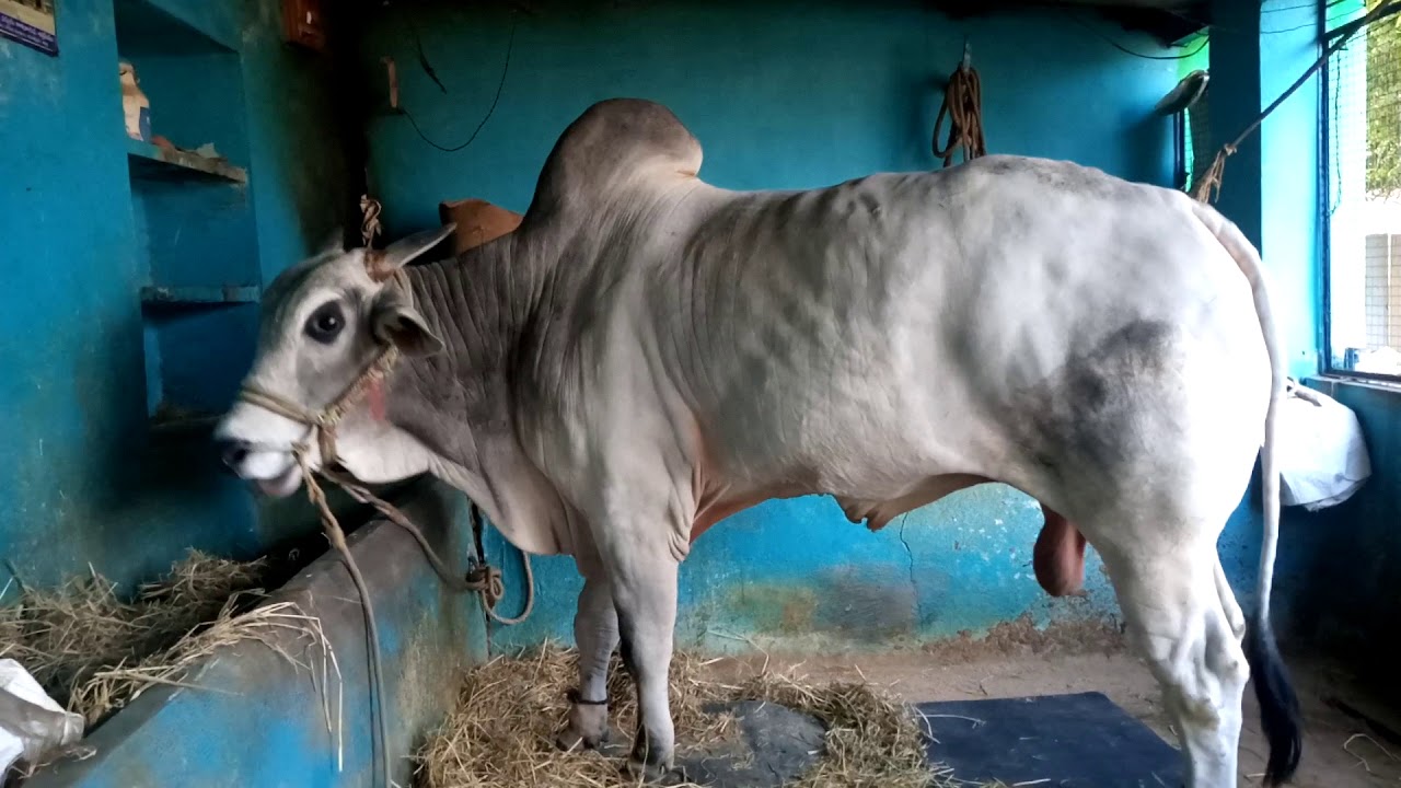Bahubali Bull