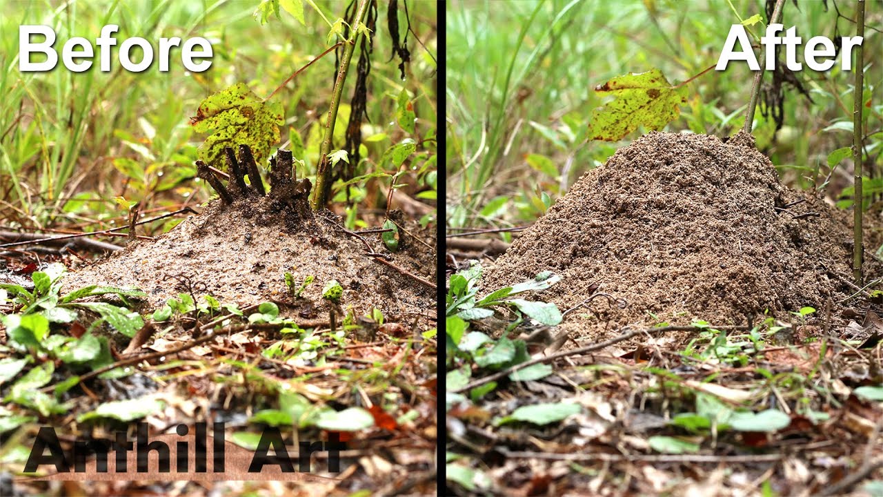 Timelapse: Fire Ant Colony Rebuilding After a Storm