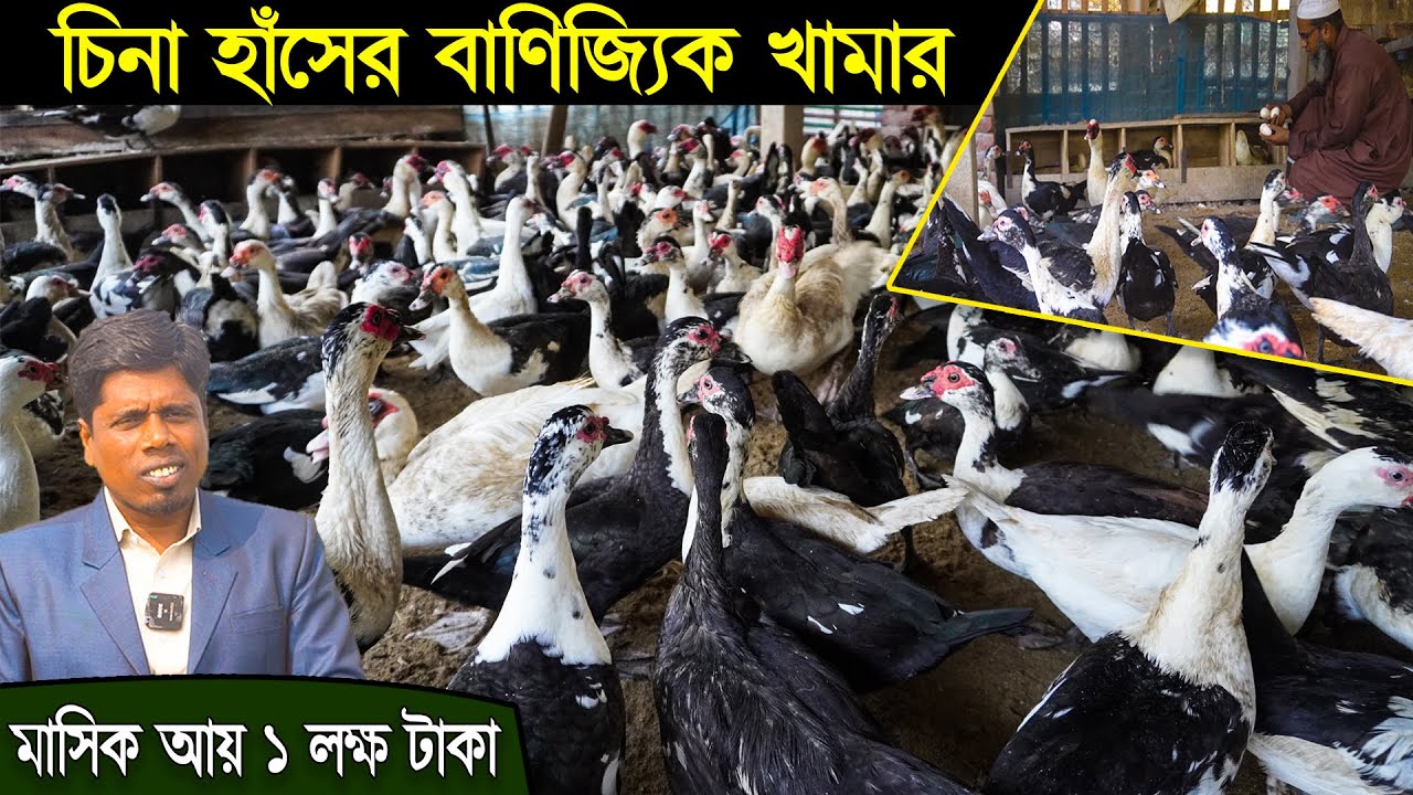 চিনা হাঁসের বানিজ্যিক খামার করে লাখপতি খামারি | 01715-868175 | Khamar Bangla 24.