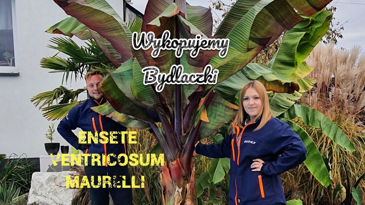 Ensete Ventricosum Maurelli - Wykopujemy Ostanie Banany !!