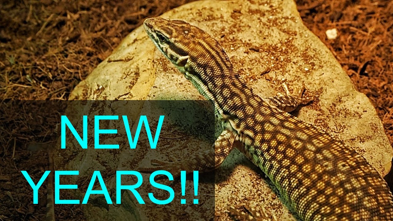 Reptile Room Tour January 2017!!