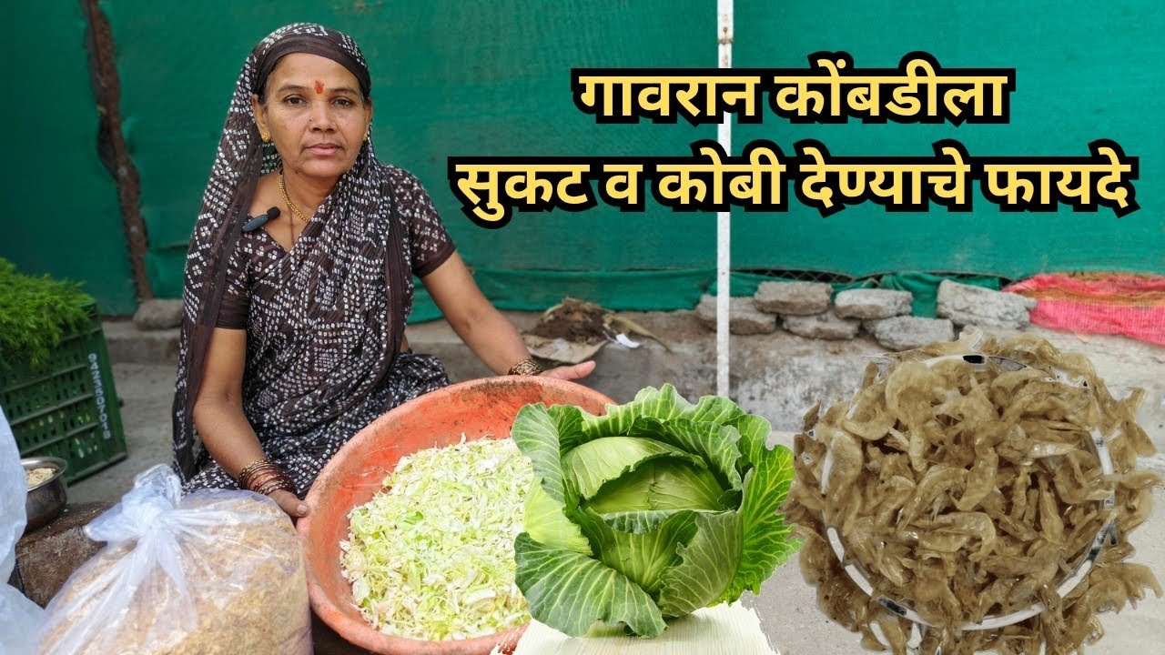 गावरान कोंबडीला सुकट व कोबी देण्याचे फायदे #gavrankukutpalan #gavrankombdi #rabbitfarming 