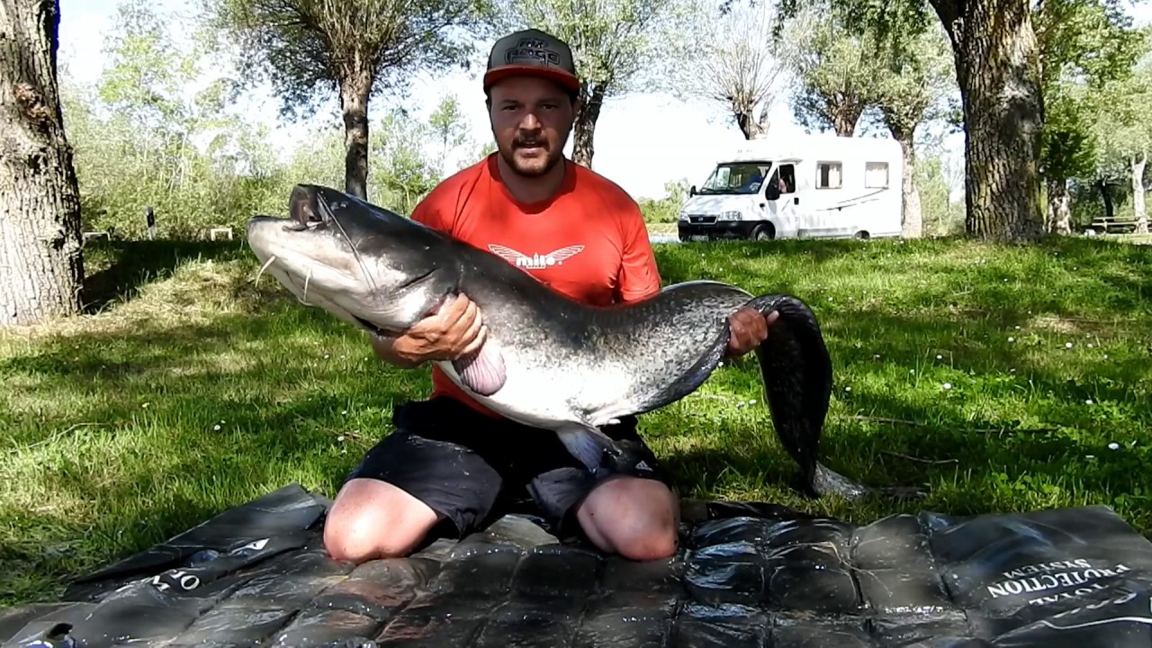 techniques et approche de la pêche du silure au coup