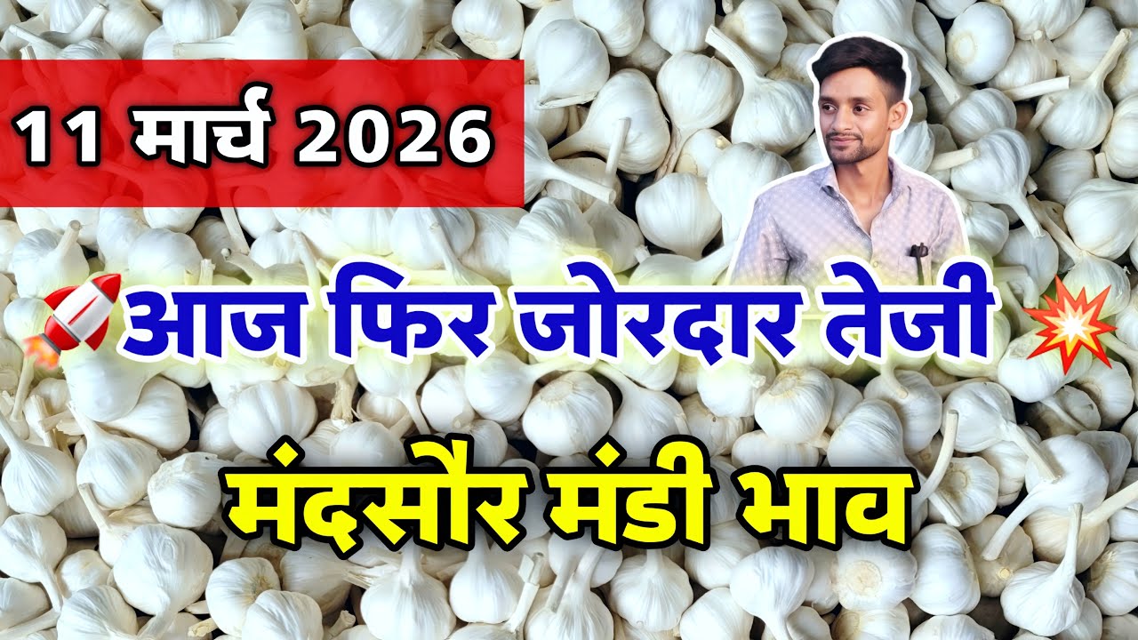 नई लहसुन का भाव मंदसौर मंडी 11 मार्च 2026 | ooty lahsun | New Garlic Rate #mandsaur_mandi_bhav 