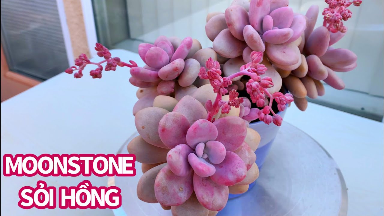 #497 USEFUL TIPS TO GROW MORE BABIES SUCCULENTS  FASTER | CÁCH CÓ NHIỀU SEN SỎI HỒNG | 다육식물 | 多肉植物