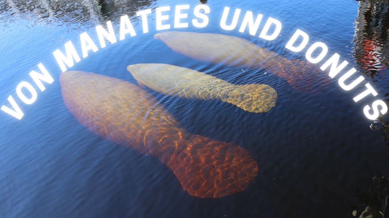 Amazing Florida...ein kleiner Roadtrip. #florida #manatee #krispykreme #miami #keywest
