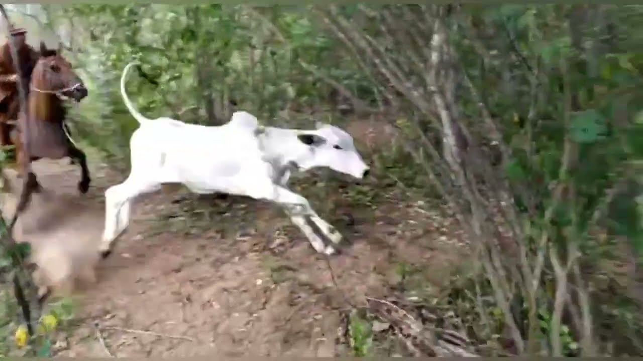 TOADA O HOMEM E A NATUREZA | NEM WALTER E NENA DE ALAGOAS