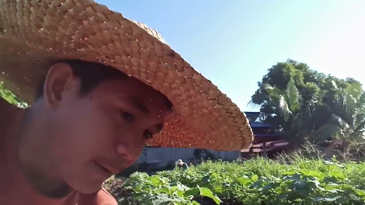 Pagtanggal nang damo sa okra 