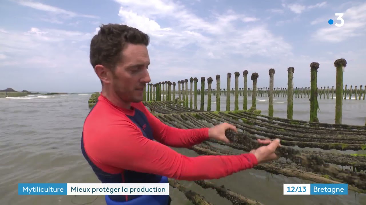 Un &eacute;carteur pour prot&eacute;ger les moules de ses pr&eacute;dateurs