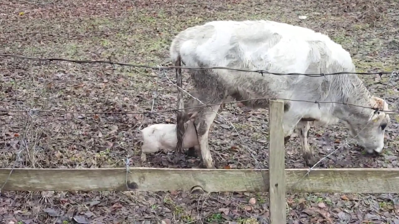Pig Adopted By Caw Cuteness- Animalz TV