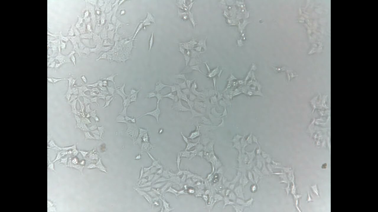 Human cell growth (HEK-293) - ioLight microscope inside incubator